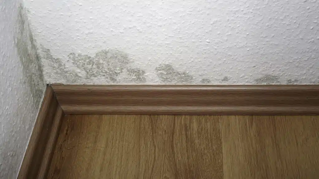 mold and water damage on walls